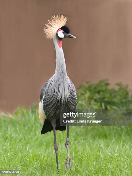 grey crowned crane - grey crowned crane stock pictures, royalty-free photos & images