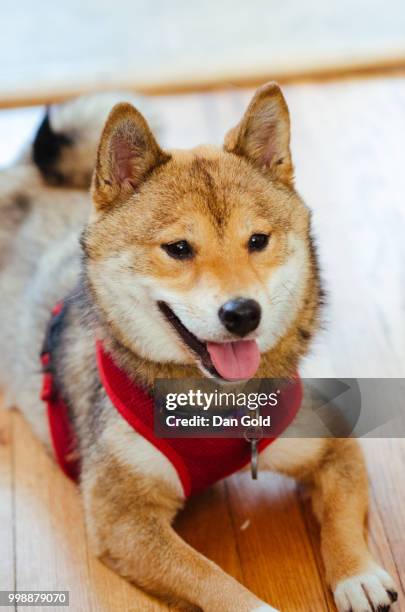 a shiba inu puppy - inu stock pictures, royalty-free photos & images