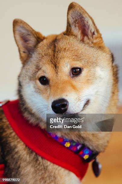 a shiba inu puppy - cute shiba inu puppies stock pictures, royalty-free photos & images