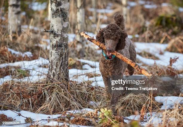 brown poodle in action fetching a stick in the springtime forest - teemu tretjakov fotografías e imágenes de stock