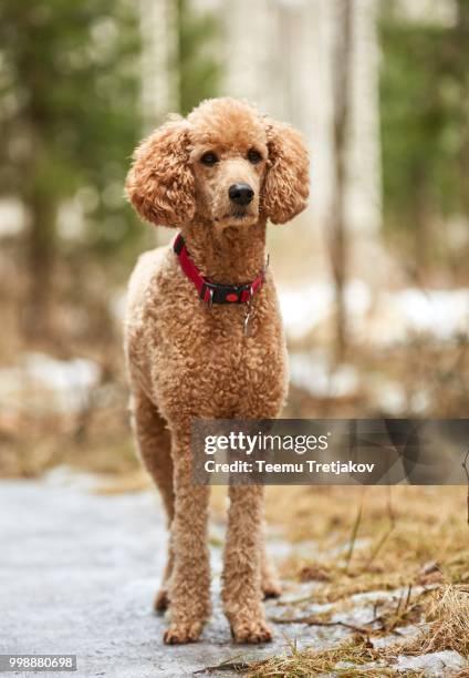 standard poodle standing in the springtime forest ready for action. outdoor dog portrait - teemu tretjakov fotografías e imágenes de stock