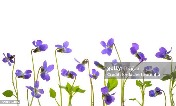 viola odorata flowers - viola odorata stock pictures, royalty-free photos & images