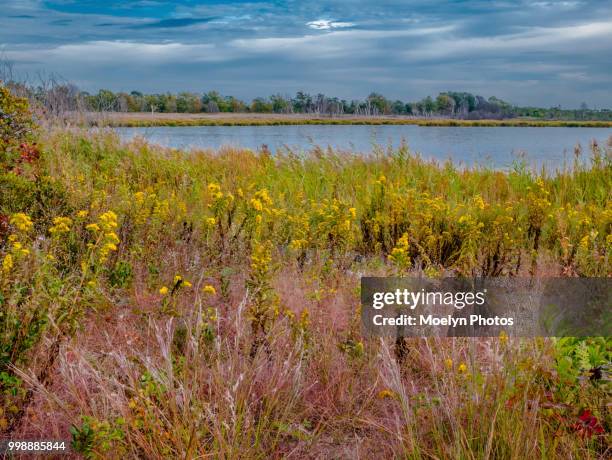 jamaica bay in the fall - jamaica bay wildlife refuge stock pictures, royalty-free photos & images