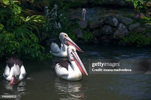 a group of pelicans swims in the pond, surrounded by grass - medvedeva ストックフォトと画像