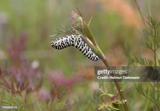 old world swallowtail, caterpillar - old world swallowtail stock pictures, royalty-free photos & images