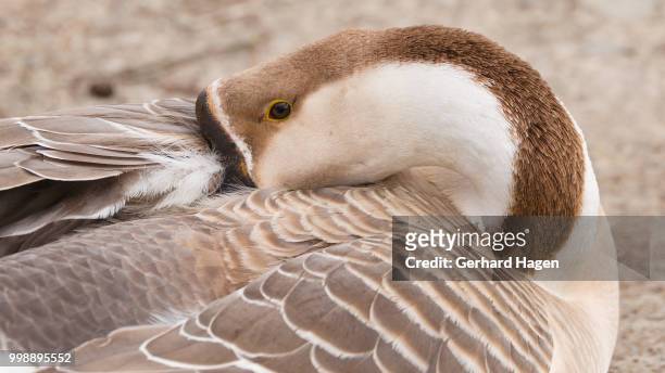 chinese goose resting - magellangans stock-fotos und bilder
