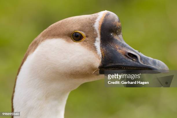 head portrait of a chinese goose - magellangans stock-fotos und bilder