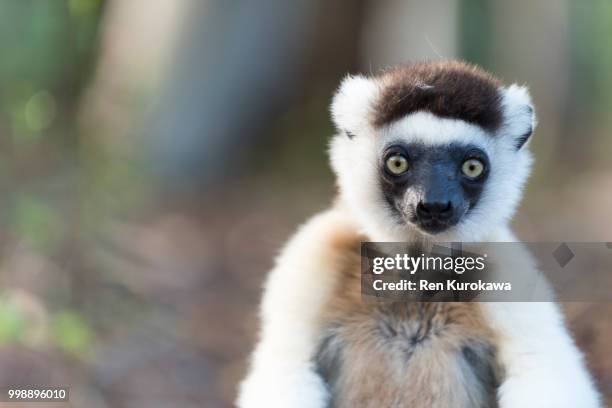 lethargic sifaka - ren stock pictures, royalty-free photos & images