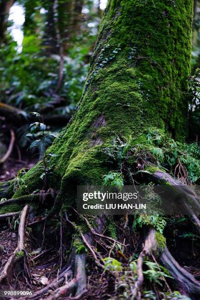 forest - lin stock pictures, royalty-free photos & images