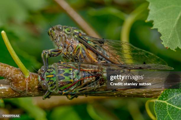 cicada - hémiptère photos et images de collection