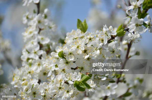 spring blossom - romanov stock pictures, royalty-free photos & images