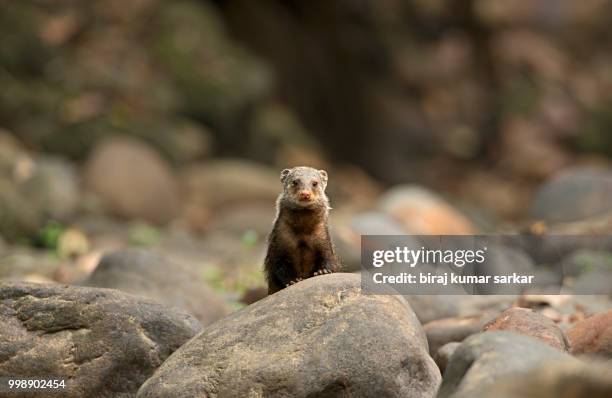 crab eating mongoose - mongoose stockfoto's en -beelden