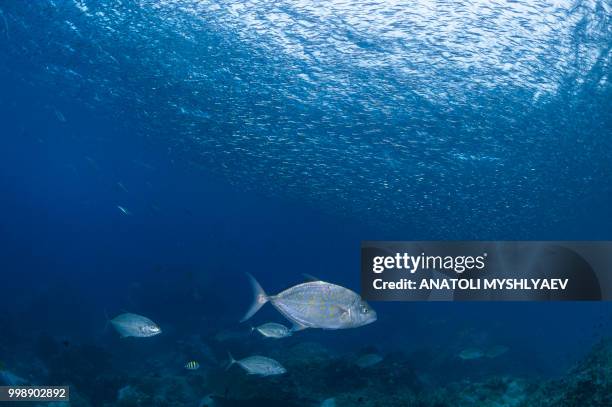 silversides and trevallys - perspectiva de un submarinista fotografías e imágenes de stock