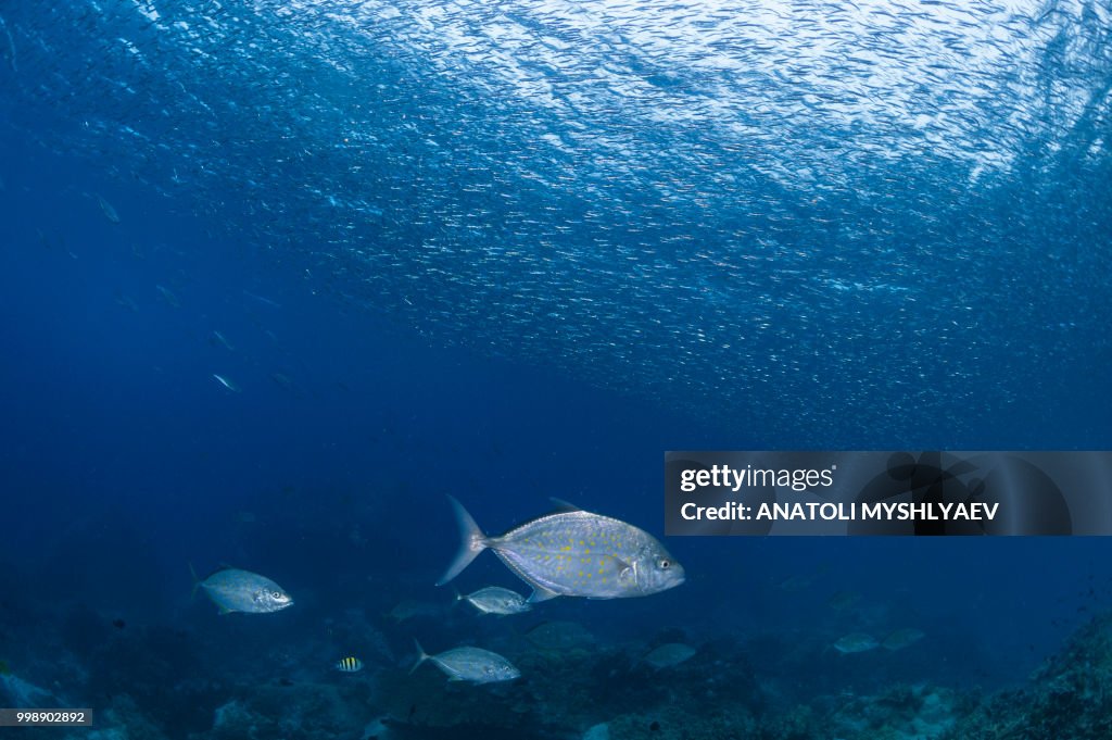 Silversides and Trevallys