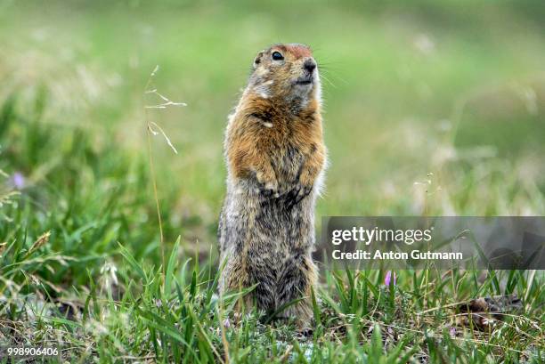 dsc - black tailed prairie dog stock pictures, royalty-free photos & images