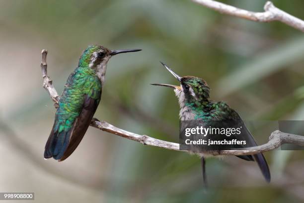 hummingbird eager to be fed - paesi bassi caraibici foto e immagini stock