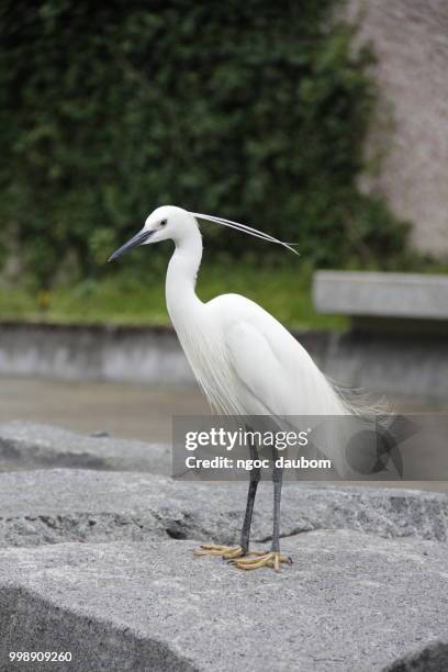 photo by: ngoc  daubom - little egret (egretta garzetta) stock pictures, royalty-free photos & images