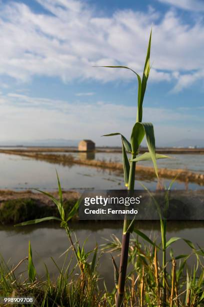campos de arroz - arroz stockfoto's en -beelden