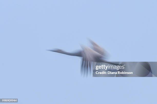 sandhill crane (grus canadensis) in flight at dawn using a slow - sandhill stock pictures, royalty-free photos & images