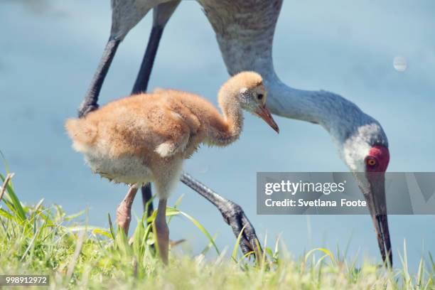 sandhill crane with its chick - sandhill stock pictures, royalty-free photos & images