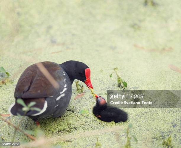 common gallinule with a chick - moorhen stock pictures, royalty-free photos & images