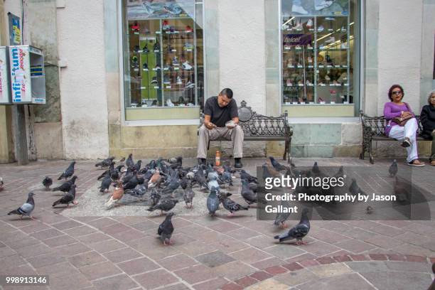 man feeding pigeons in guanajuato, mexico - guanajuato state stockfoto's en -beelden