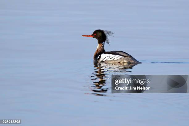 merganser - common merganser stockfoto's en -beelden