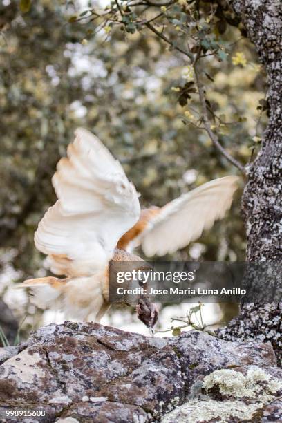 lechuza (tyto alba) - anillo stock pictures, royalty-free photos & images