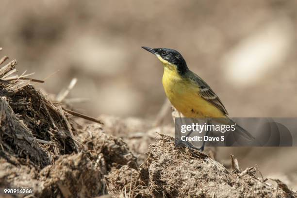 western yellow wagtail - wagtail stock pictures, royalty-free photos & images
