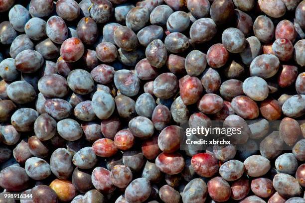 stock of blue plums fruit - wacholderbeeren stock-fotos und bilder