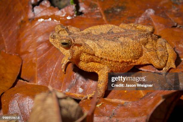 rhinella margaritifera - insectivora stock pictures, royalty-free photos & images