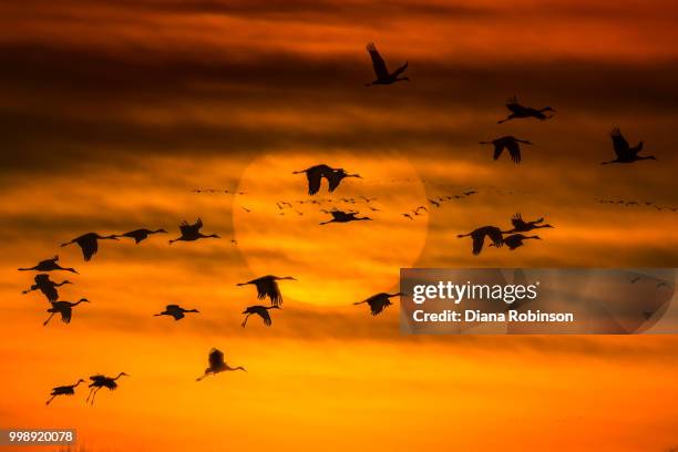 sandhill crane (grus canadensis) in flight against the setting s - sandhill stock pictures, royalty-free photos & images