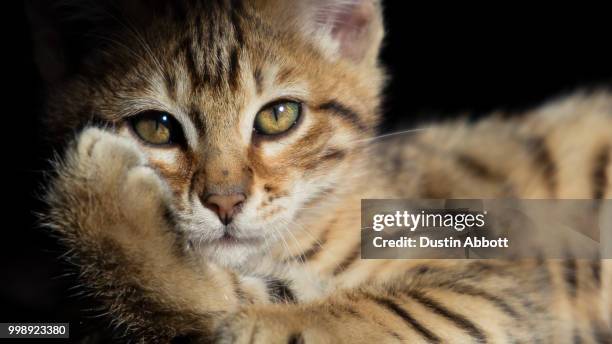 Sotoful Roki Roki Photos and Premium High Res Pictures - Getty Images