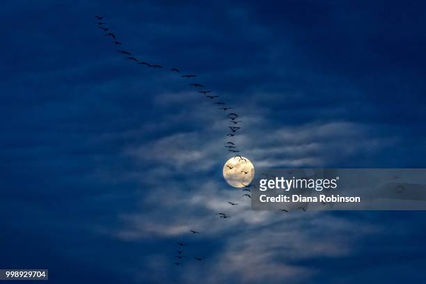 sandhill cranes flying in front of the moon along the platte riv - sandhill stock pictures, royalty-free photos & images