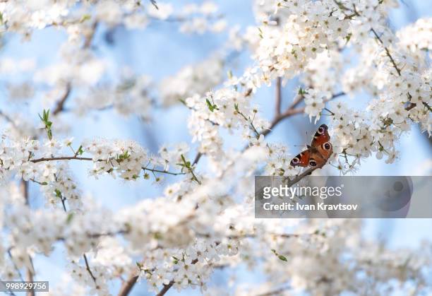 peacock butterfly on cherry blossoms - cherry blossoms foto e immagini stock