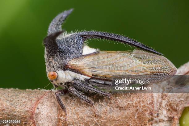 horned treehopper - emittero foto e immagini stock