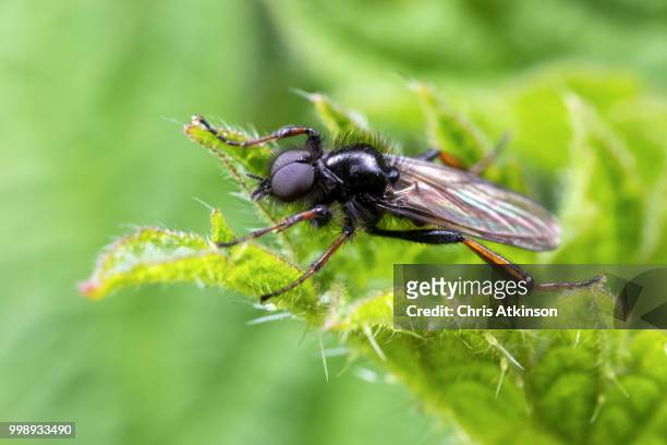 st mark's fly - mark atkinson stock pictures, royalty-free photos & images