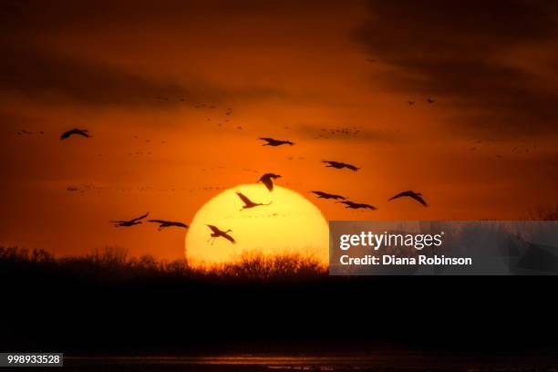 sandhill cranes(grus canadensis) landing in the platte river at sunset near gibbon, nebraska... - sandhill stock pictures, royalty-free photos & images