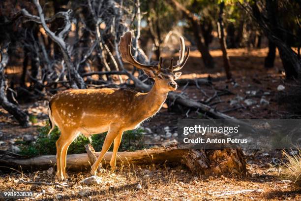 wild deer male in the forest on the moni island, greece - male feet on face stock-fotos und bilder