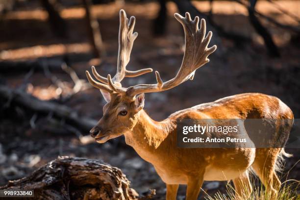 wild deer male in the forest on the moni island, greece - male feet on face foto e immagini stock