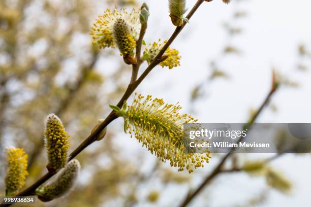 catkins - william mevissen stock pictures, royalty-free photos & images