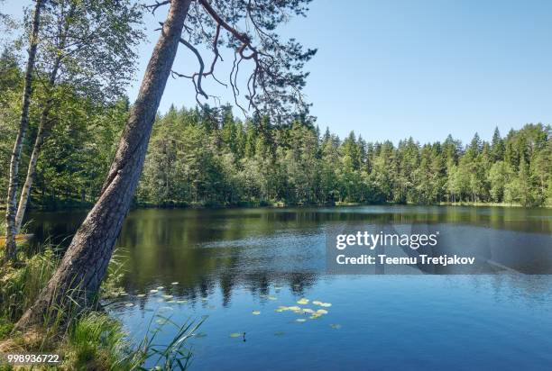 peaceful summer  lakeside scenery with clear blue sky - teemu tretjakov stock pictures, royalty-free photos & images