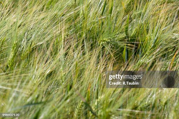 landscape of barley field in early summer - hordeum stock pictures, royalty-free photos & images