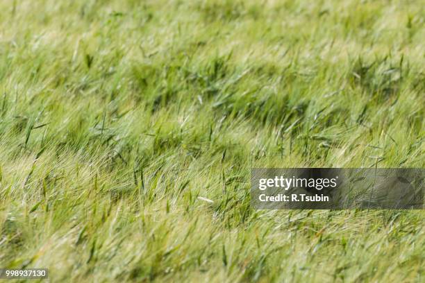 landscape of barley field in early summer - hordeum stock pictures, royalty-free photos & images