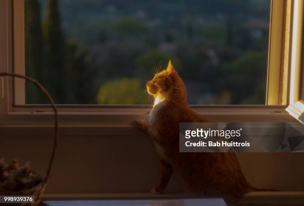 queen cat on window - bab stock pictures, royalty-free photos & images