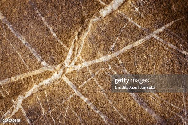 sandstone with quartz veins - animal representation stock pictures, royalty-free photos & images