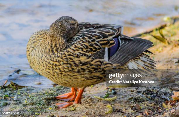 a duck or a rabbit? - rabbit mouth stock pictures, royalty-free photos & images