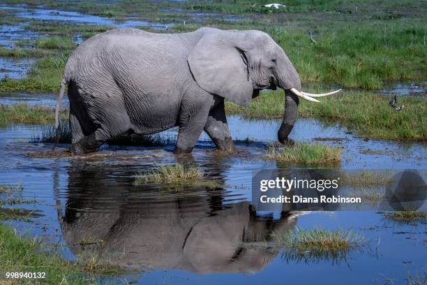 elephant and reflection in enkongo narok swamp near noomotio obs - narok fotografías e imágenes de stock