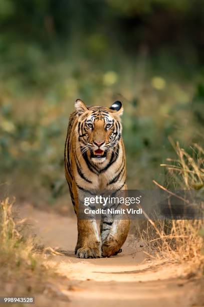 tigress beauty! - tiger cu portrait stock pictures, royalty-free photos & images