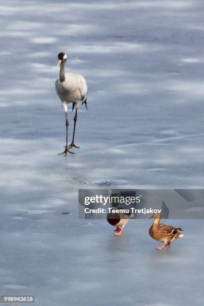 mallard couple running away a common crane on the ice of frozen lake - teemu tretjakov fotografías e imágenes de stock